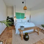 El Pedregal - Aloe *